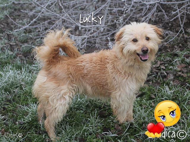 Lucky ha trovato casa!